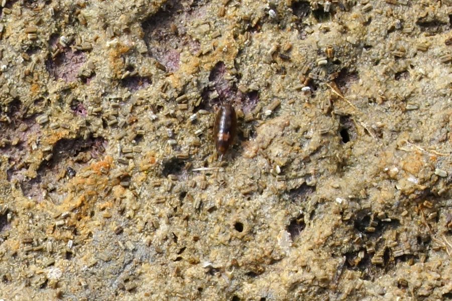 Isopodi palustri da identificare